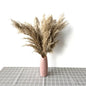 Dried Pampas Grass With Vase