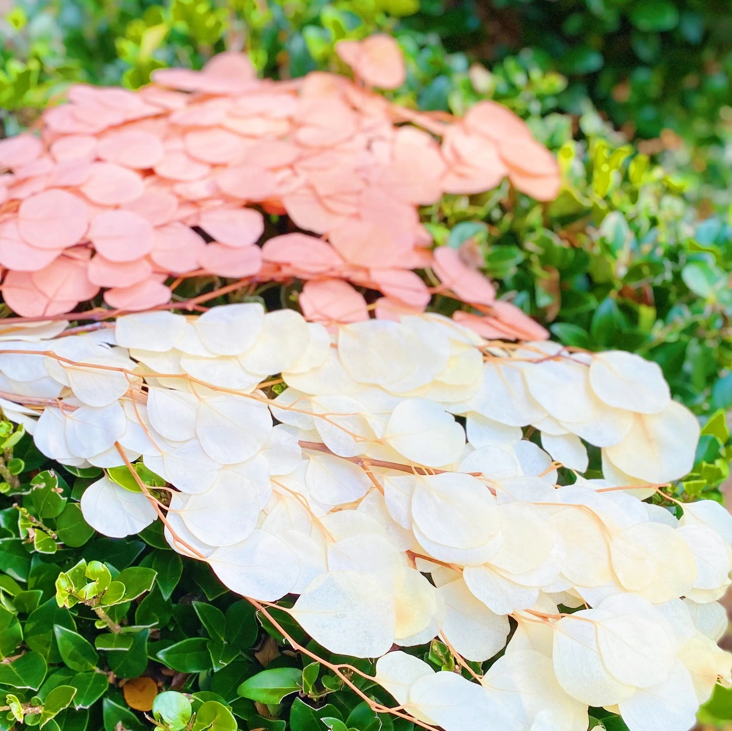 Freshly Preserved Eucalyptus Leaf Bunch