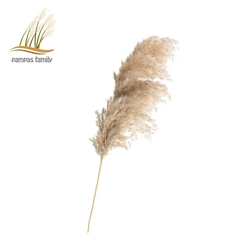 Dried Pampas Grass With Vase