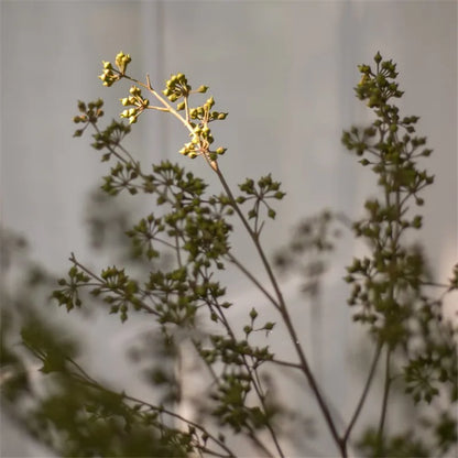 Natural Dried Branches - 10 Stems