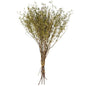 Natural Dried Branches - 10 Stems