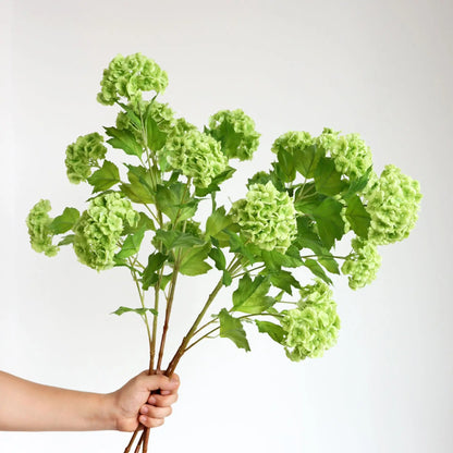 Snowball Flower Hydrangea