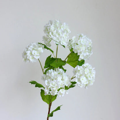 Snowball Flower Hydrangea