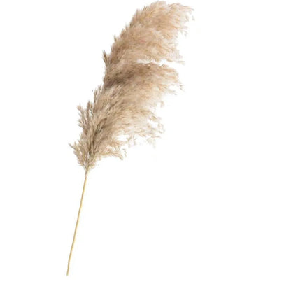 Dried Pampas Grass With Vase