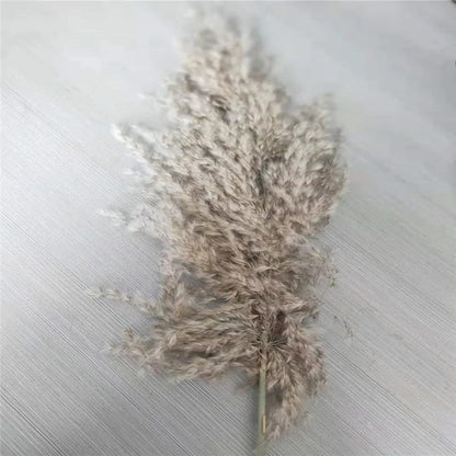 Dried Pampas Grass With Vase