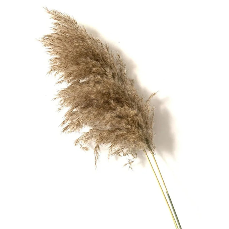 Dried Pampas Grass With Vase