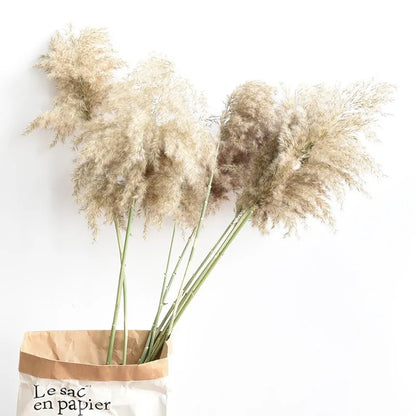 Dried Pampas Grass With Vase