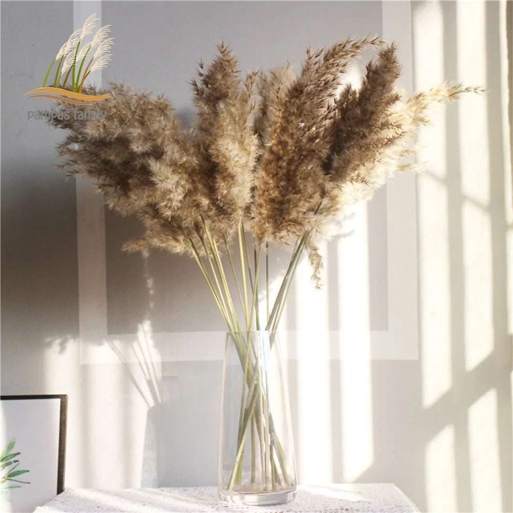 Dried Pampas Grass With Vase