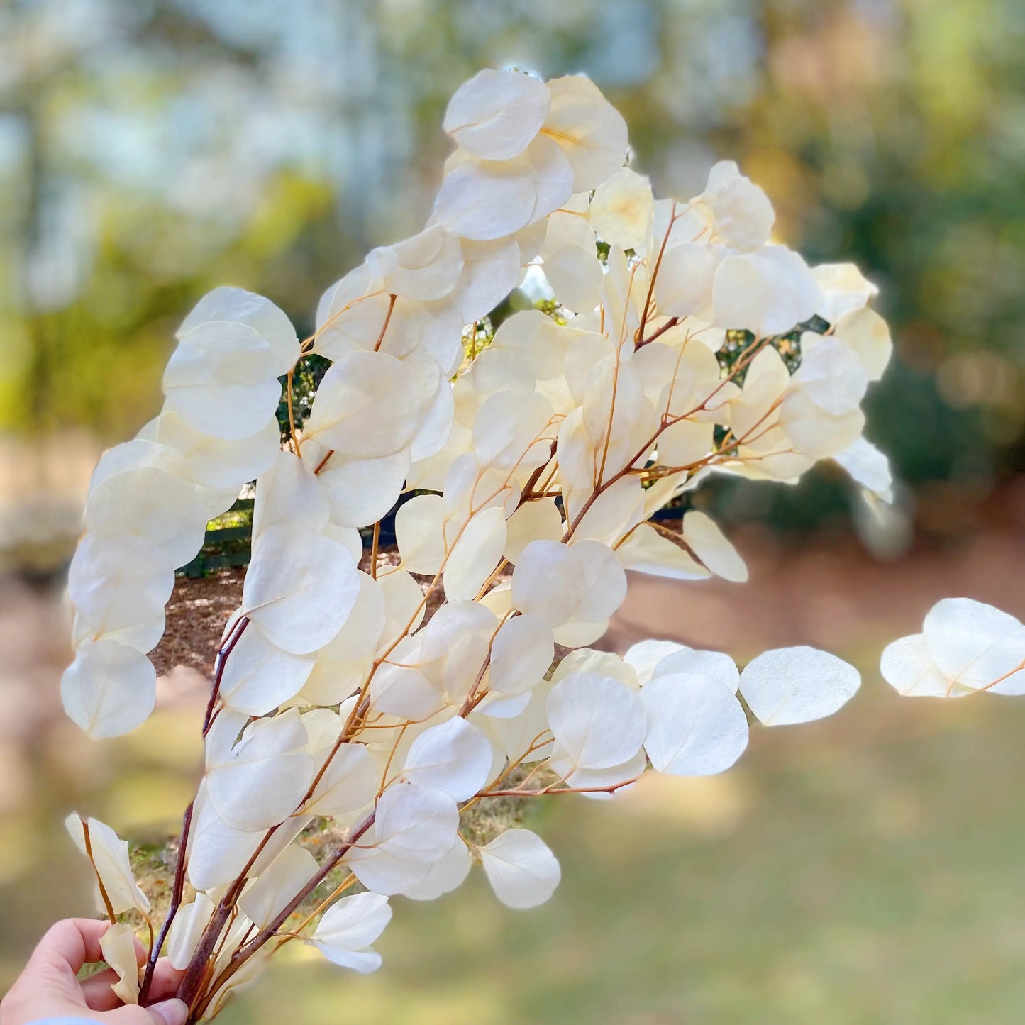 Freshly Preserved Eucalyptus Leaf Bunch